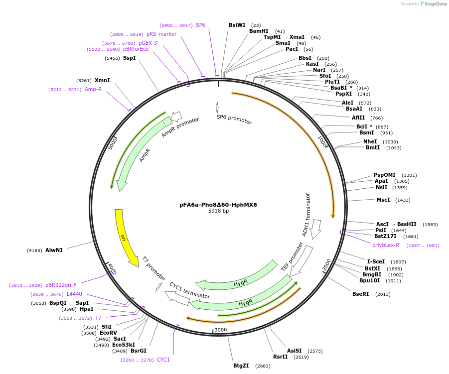 240973-plasmid-map-sequence-id-489658