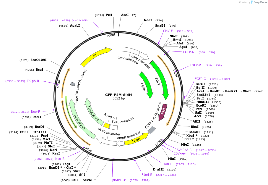 51469-plasmid-map-sequence-id-489667