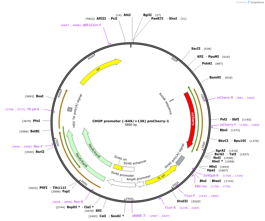 36035-plasmid-map-sequence-id-489668