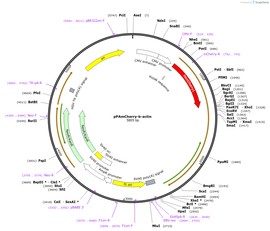31949-plasmid-map-sequence-id-489669
