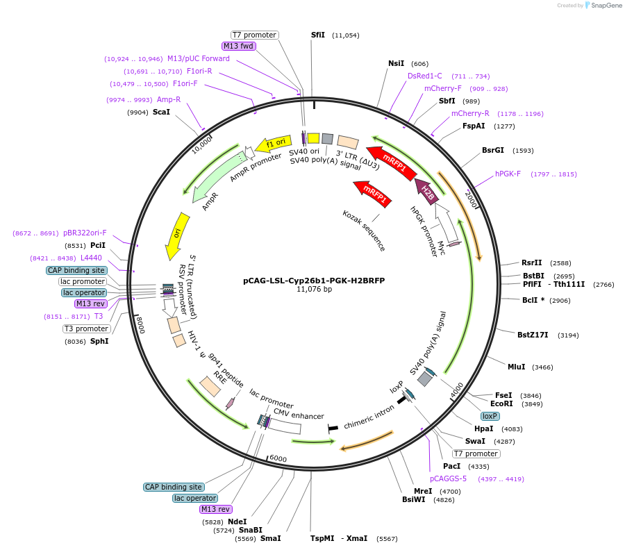 241862-plasmid-map-sequence-id-489673