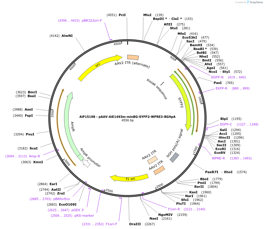 243017-plasmid-map-sequence-id-489676