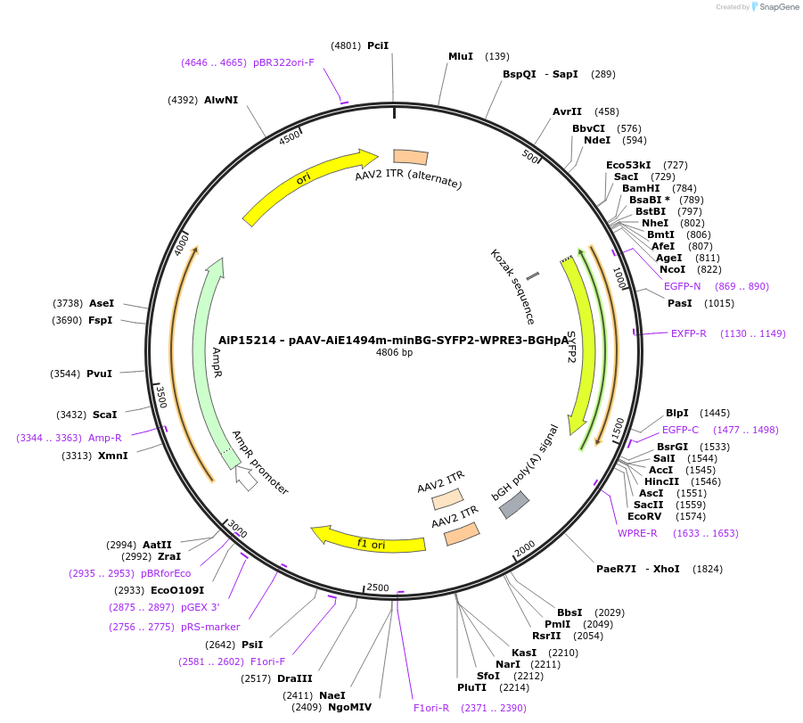 243018-plasmid-map-sequence-id-489677