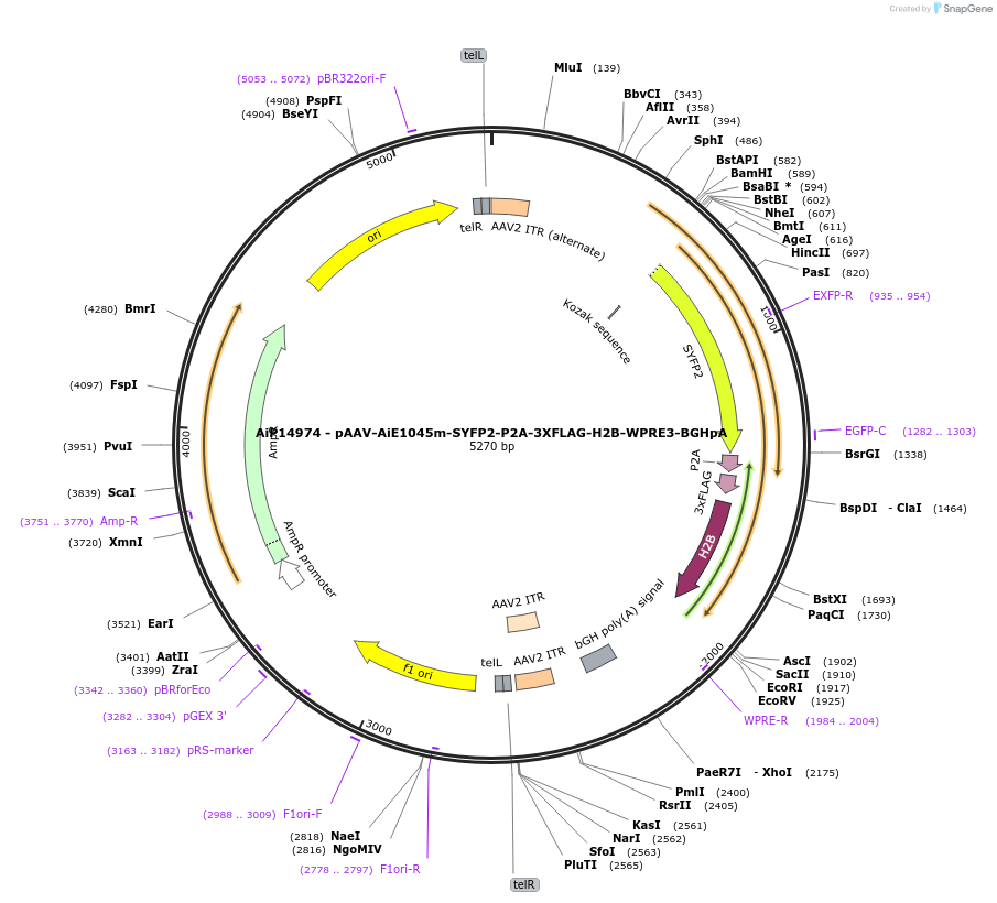 243015-plasmid-map-sequence-id-489678