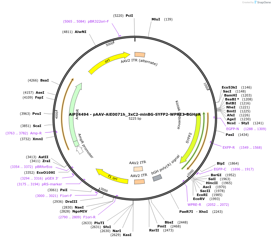 243014-plasmid-map-sequence-id-489679