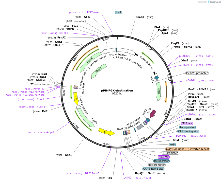 60436-plasmid-map-sequence-id-489684