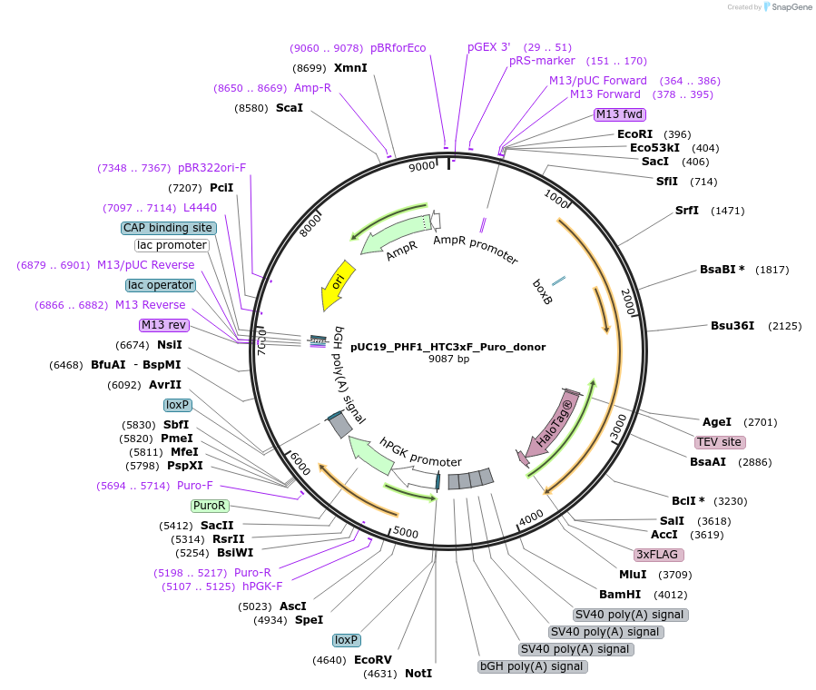 246395-plasmid-map-sequence-id-489789