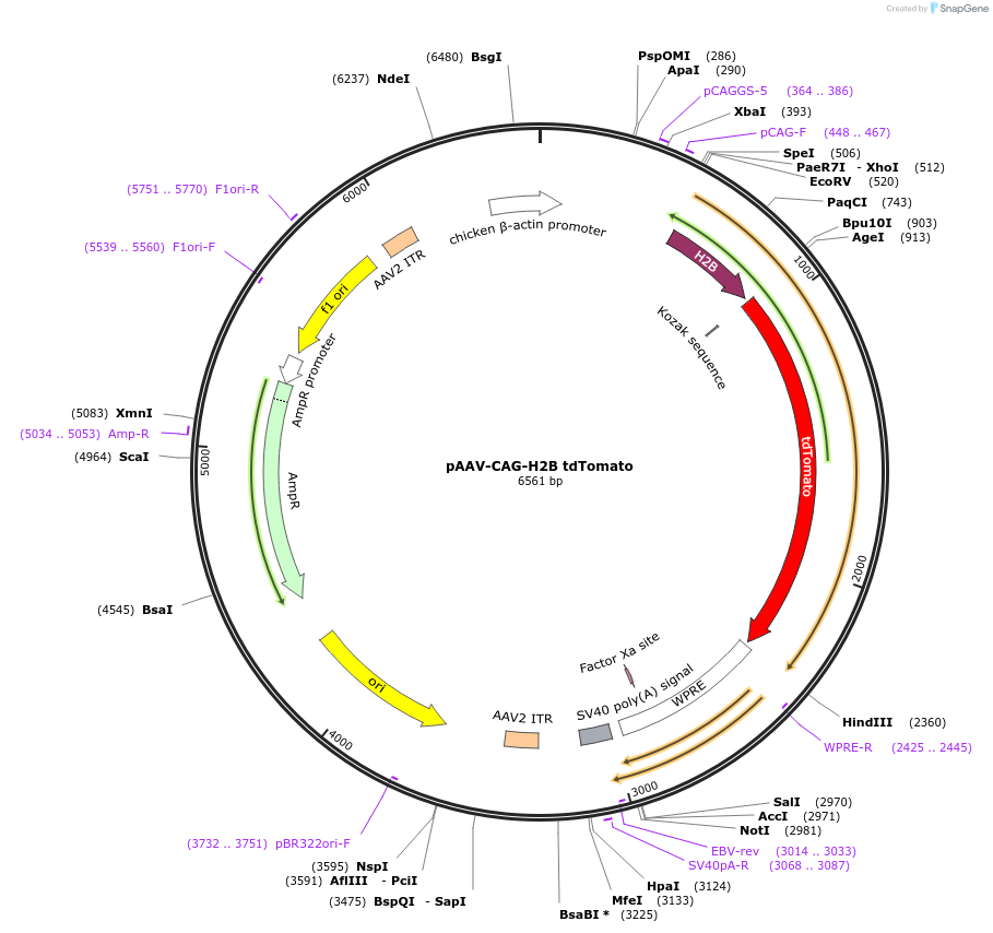 116870-plasmid-map-sequence-id-489853