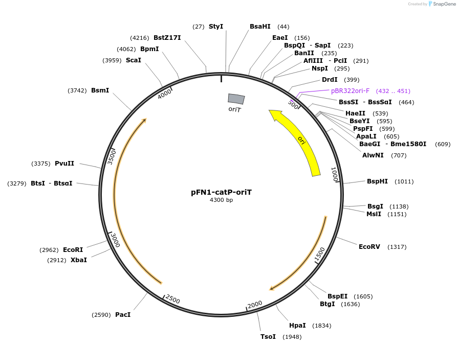 244451-plasmid-map-sequence-id-490026