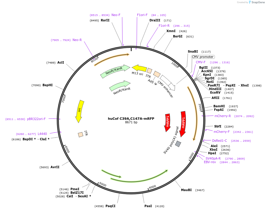245972-plasmid-map-sequence-id-490155
