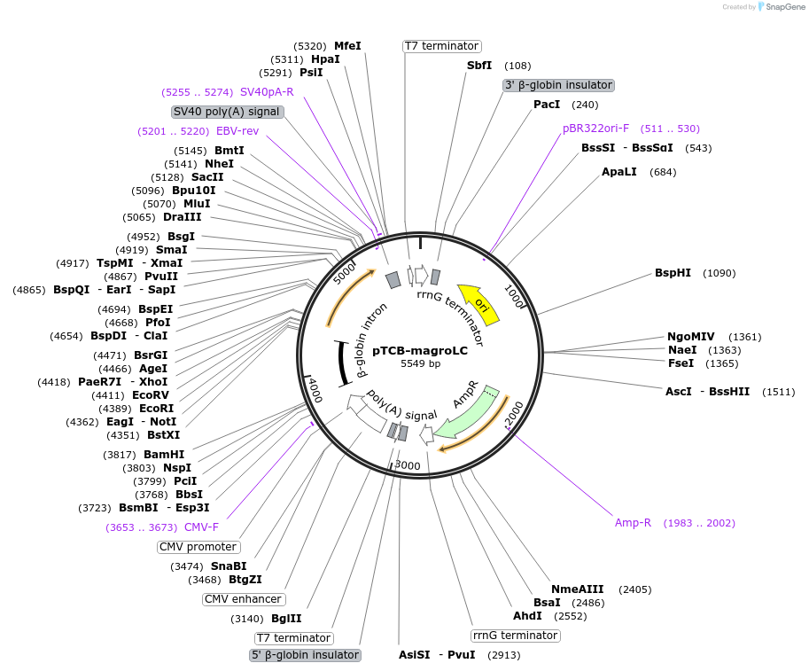 237376-plasmid-map-sequence-id-490162