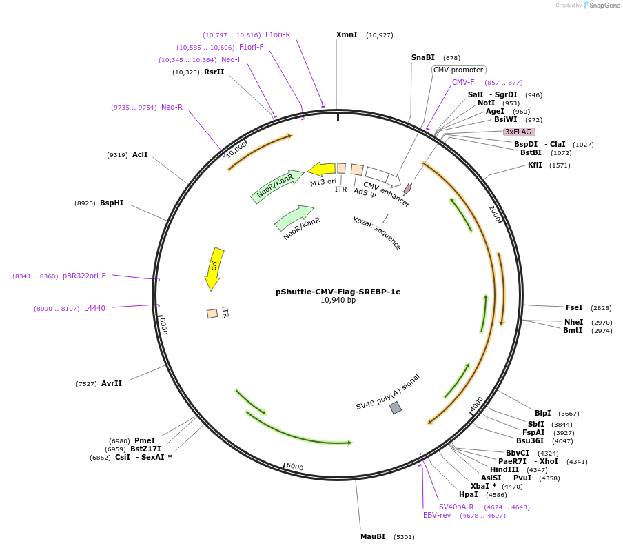 237348-plasmid-map-sequence-id-490163