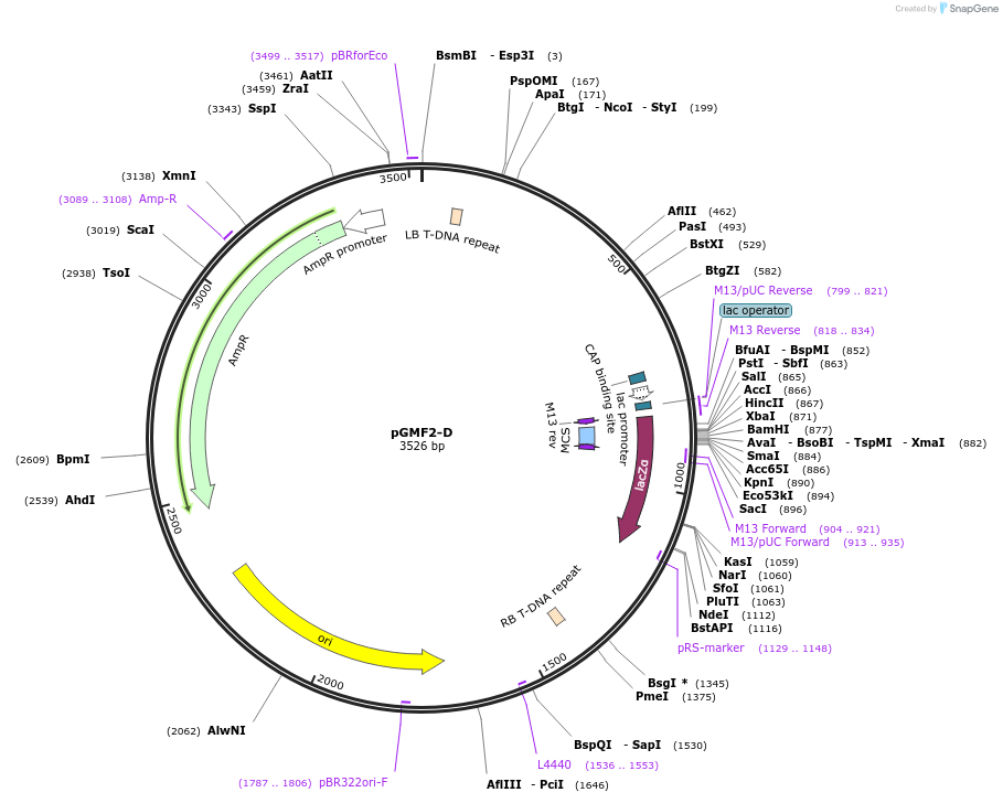 242206-plasmid-map-sequence-id-490165