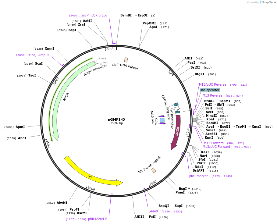 242205-plasmid-map-sequence-id-490168
