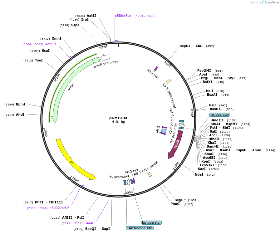 242204-plasmid-map-sequence-id-490169
