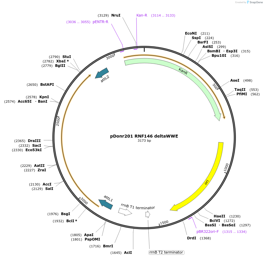 240331-plasmid-map-sequence-id-490197