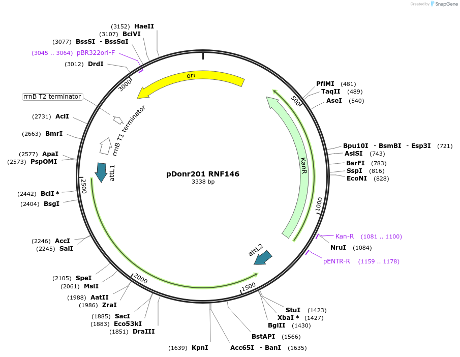 240330-plasmid-map-sequence-id-490205