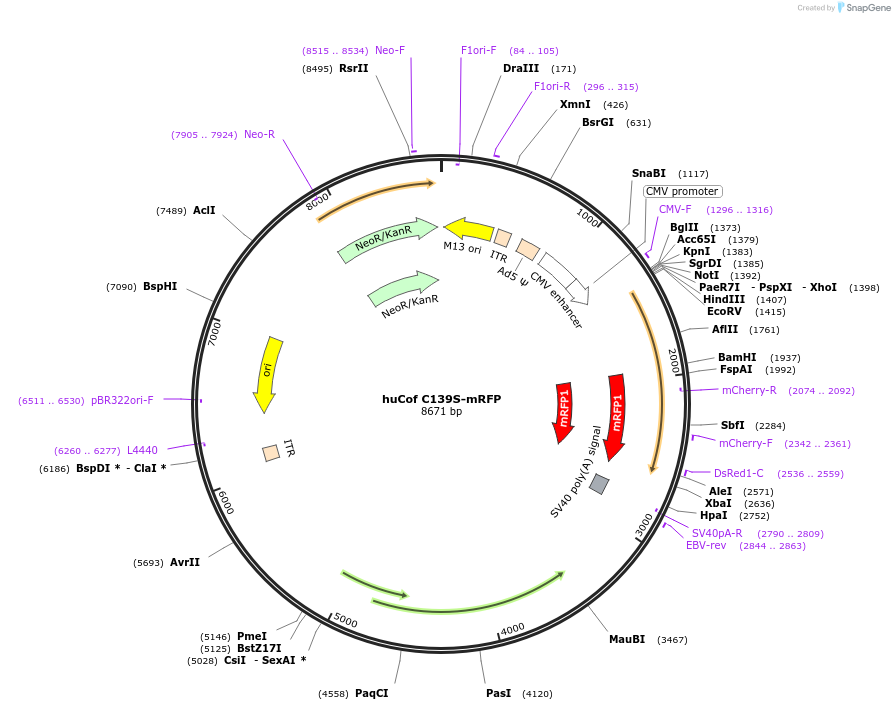 245969-plasmid-map-sequence-id-490225