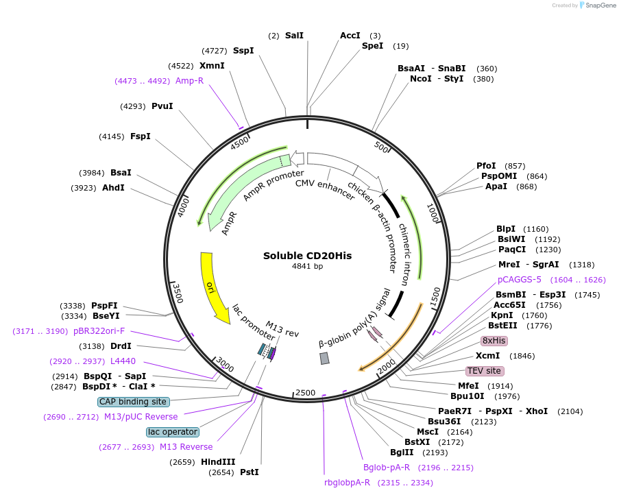 246596-plasmid-map-sequence-id-490226