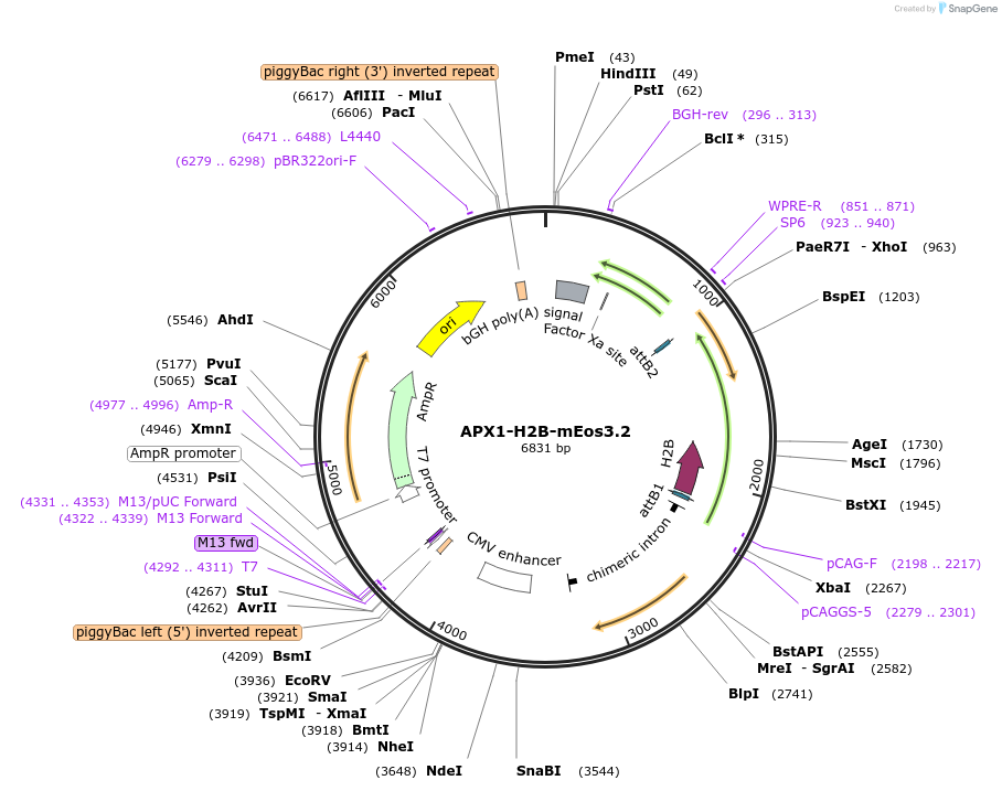 245522-plasmid-map-sequence-id-490235