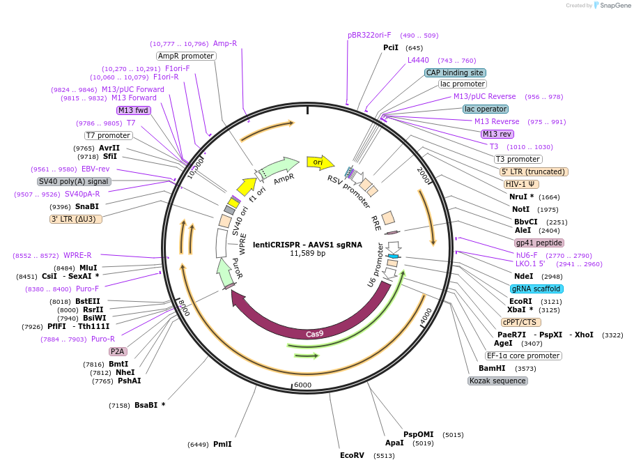 70661-plasmid-map-sequence-id-490266