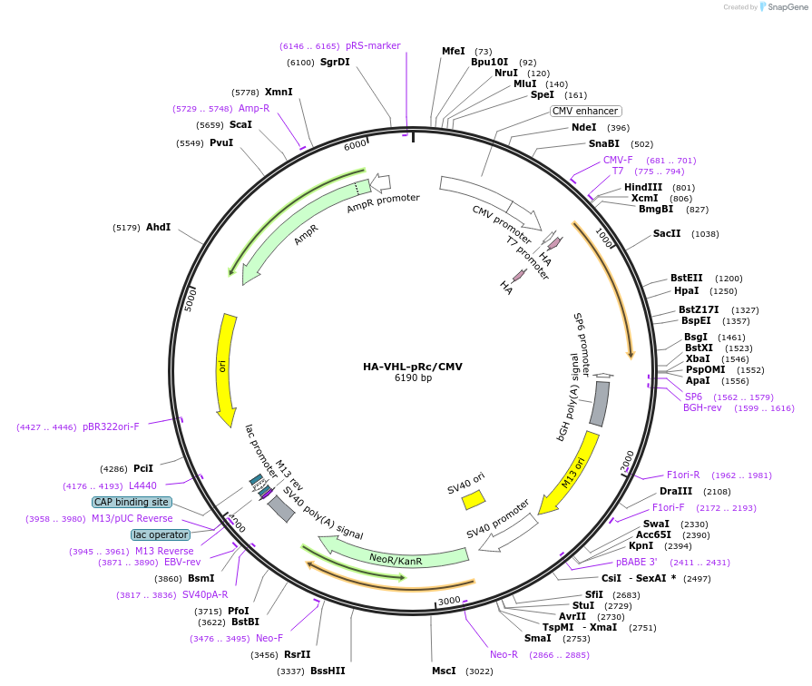 19999-plasmid-map-sequence-id-490270