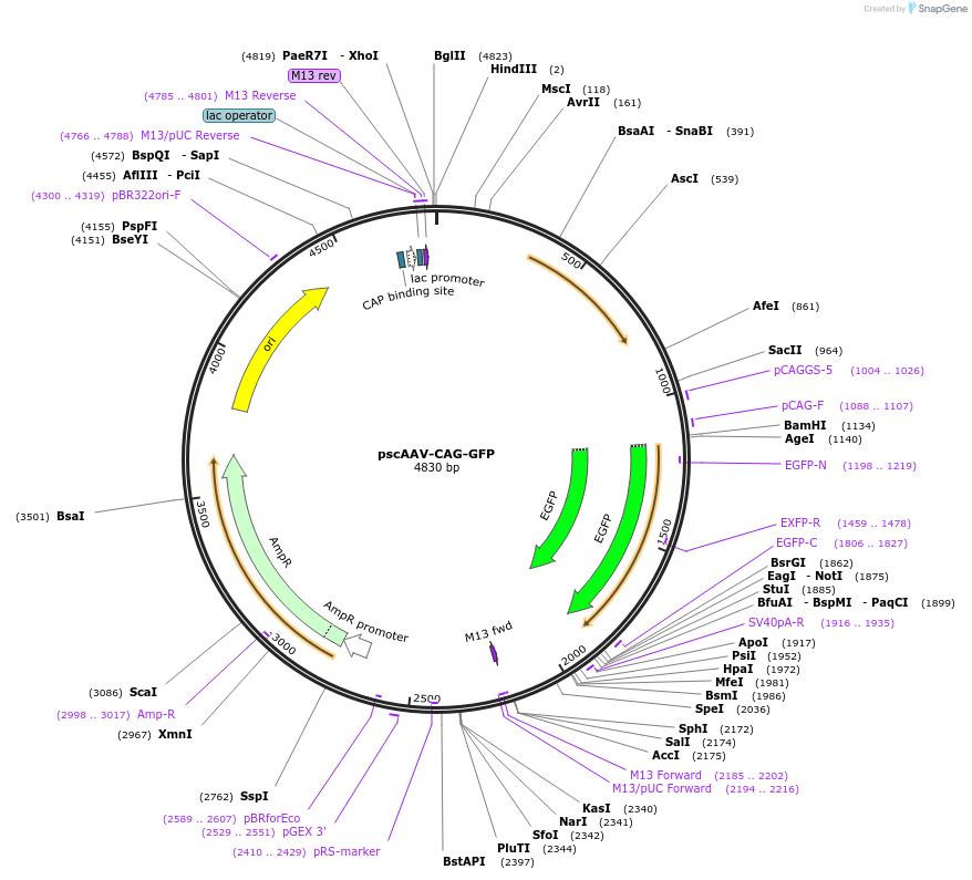 83279-plasmid-map-sequence-id-490274