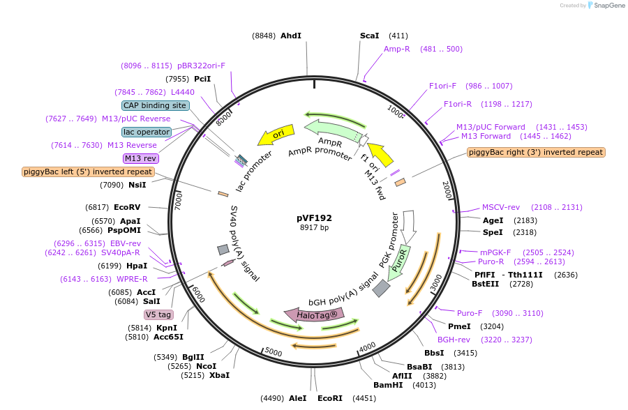 240181-plasmid-map-sequence-id-490282