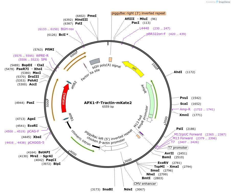245523-plasmid-map-sequence-id-490323