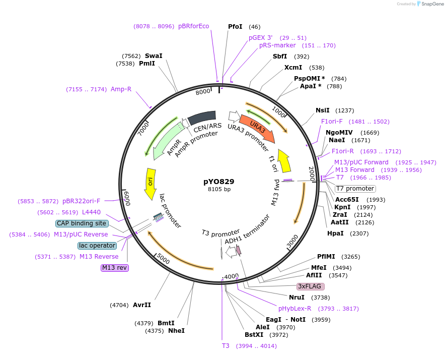 242492-plasmid-map-sequence-id-490352