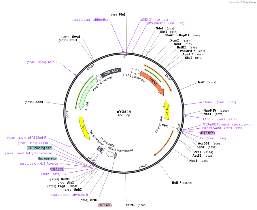 242493-plasmid-map-sequence-id-490361
