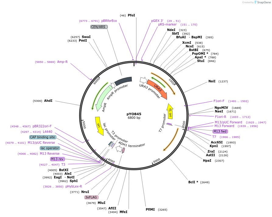 242494-plasmid-map-sequence-id-490363