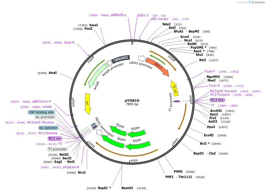 242482-plasmid-map-sequence-id-490365