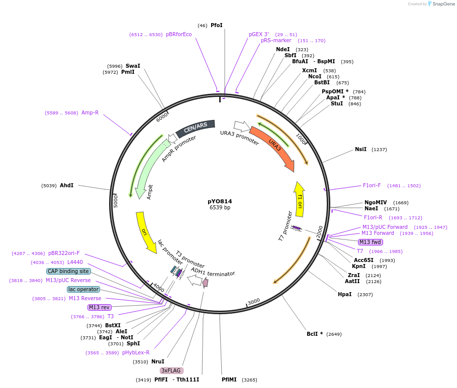 242489-plasmid-map-sequence-id-490366