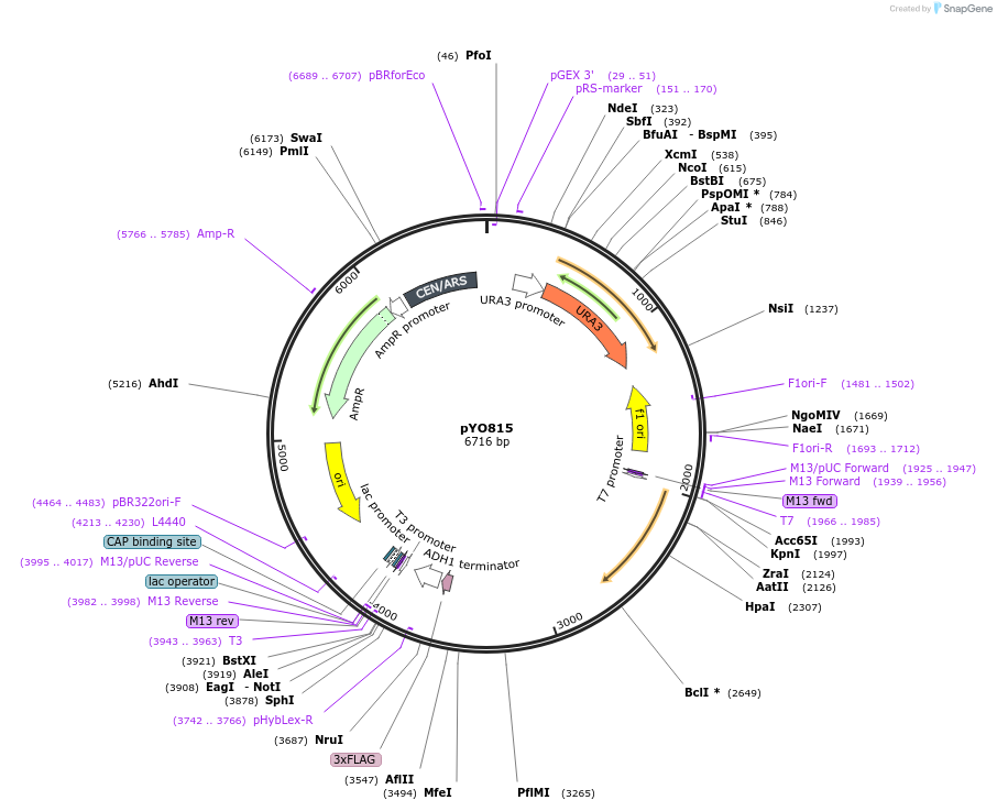 242490-plasmid-map-sequence-id-490367