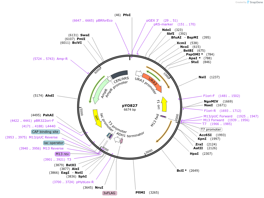 242491-plasmid-map-sequence-id-490368