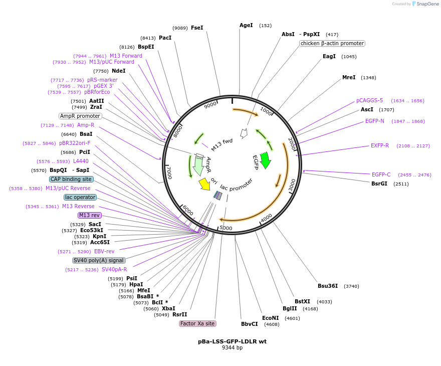98184-plasmid-map-sequence-id-490370