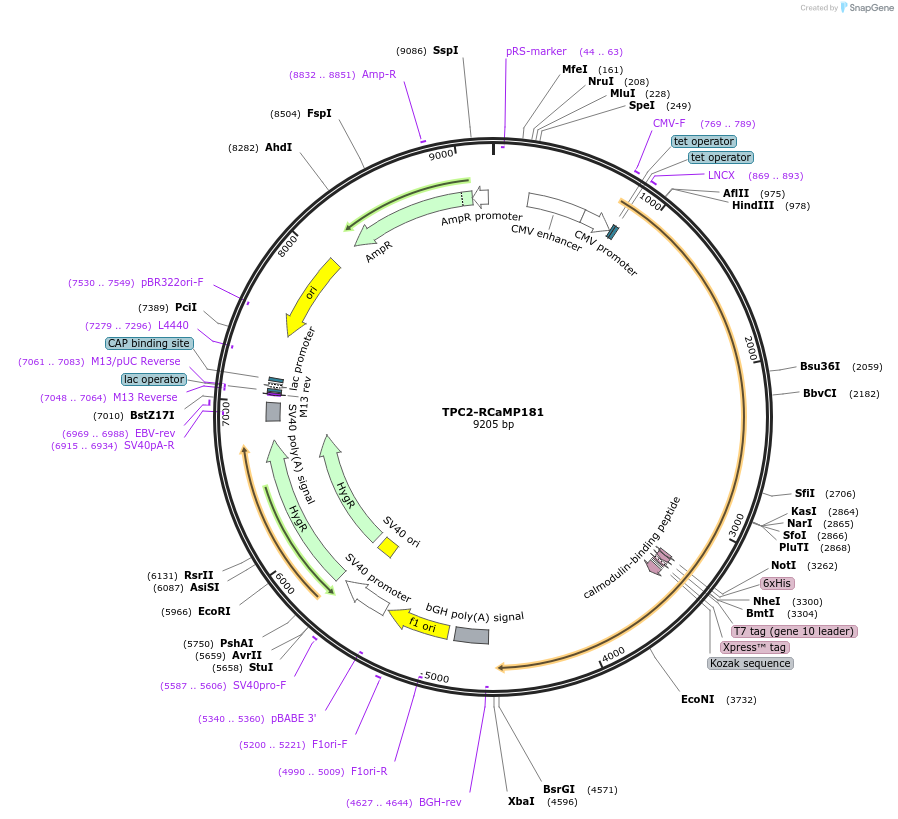 240466-plasmid-map-sequence-id-490387