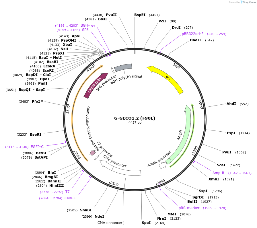240471-plasmid-map-sequence-id-490390