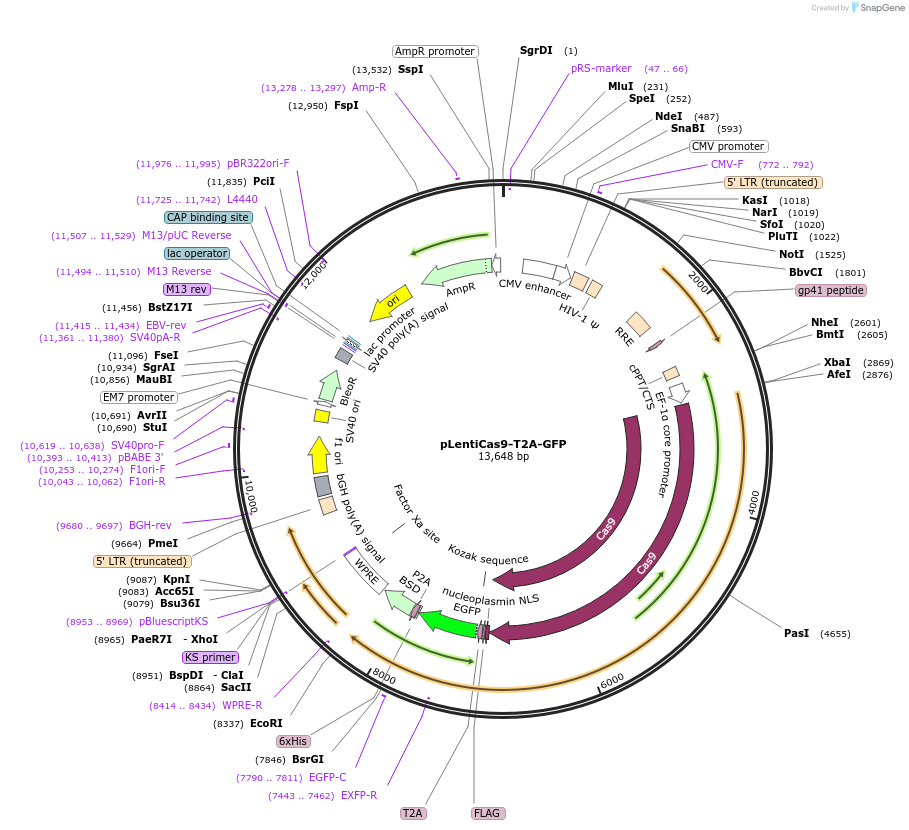 78548-plasmid-map-sequence-id-490395