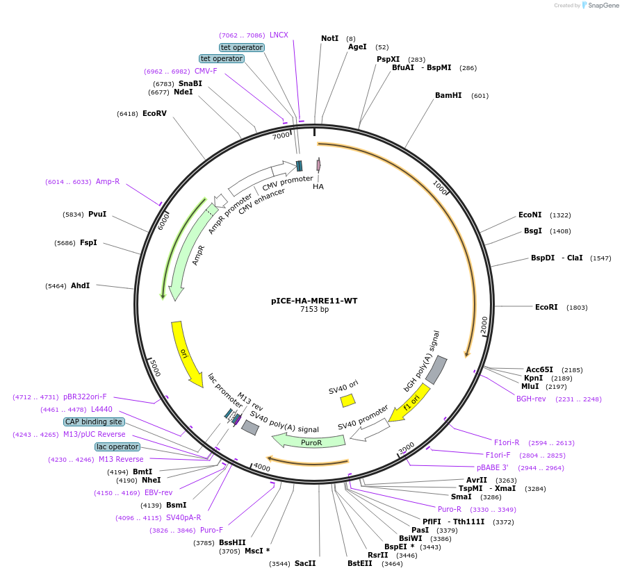 82033-plasmid-map-sequence-id-490398