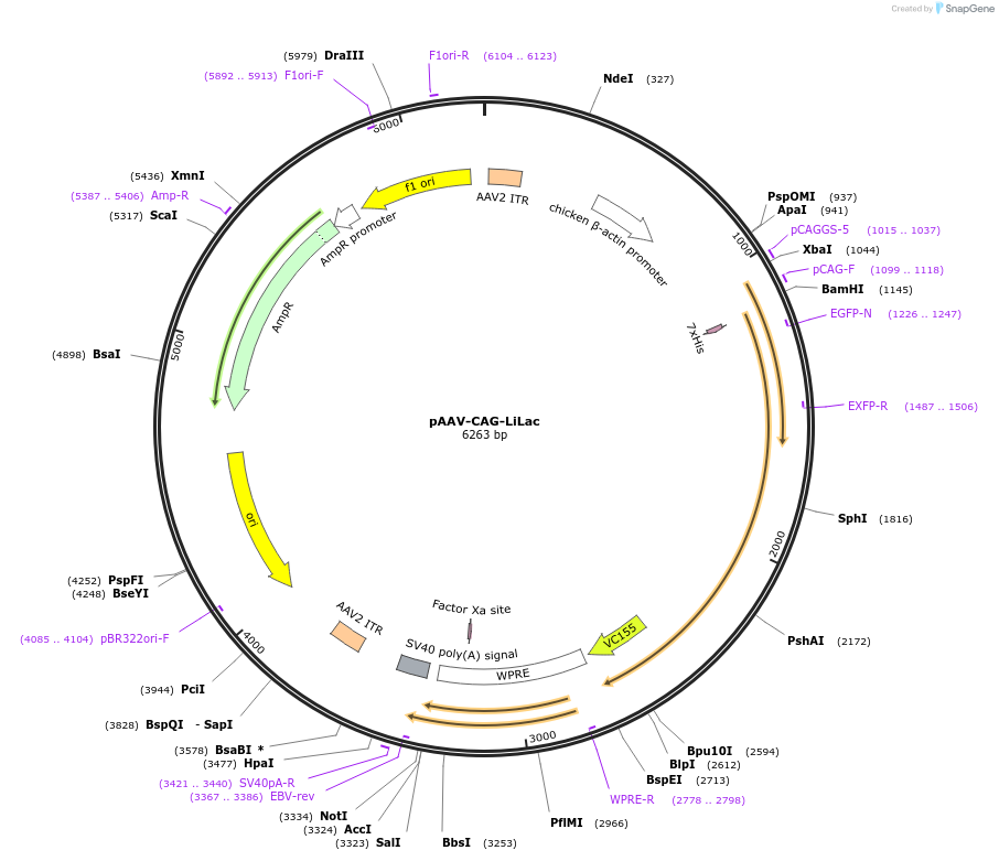 184570-plasmid-map-sequence-id-490399