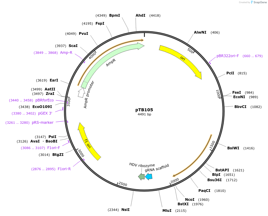 236778-plasmid-map-sequence-id-490412