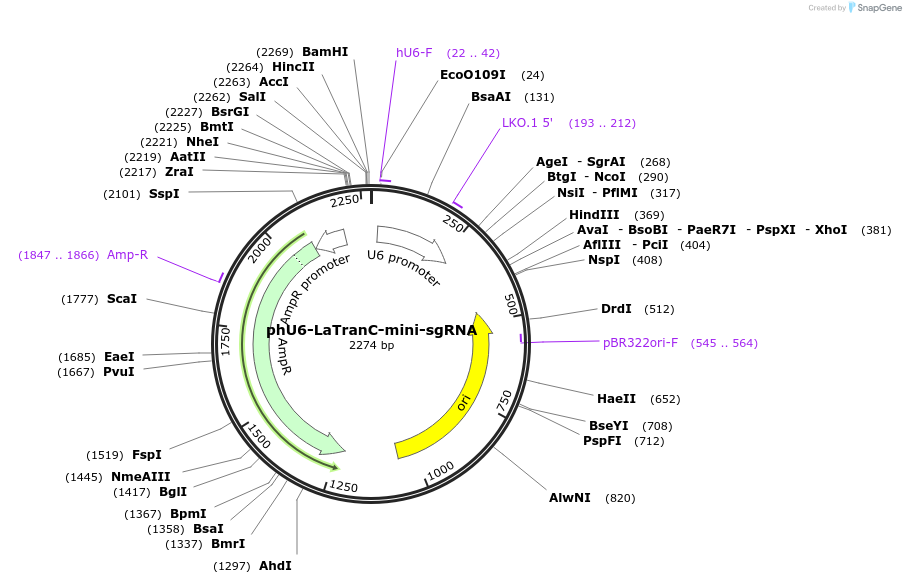 246934-plasmid-map-sequence-id-490427