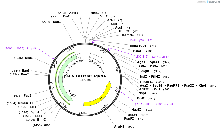 246933-plasmid-map-sequence-id-490432