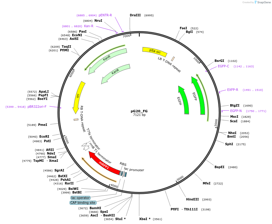 240670-plasmid-map-sequence-id-490434
