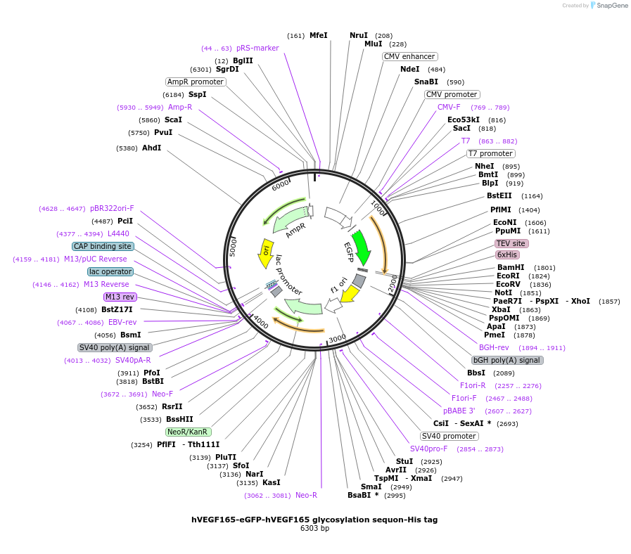 240484-plasmid-map-sequence-id-490438