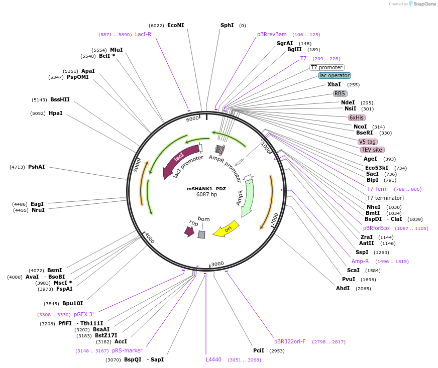 245906-plasmid-map-sequence-id-490440