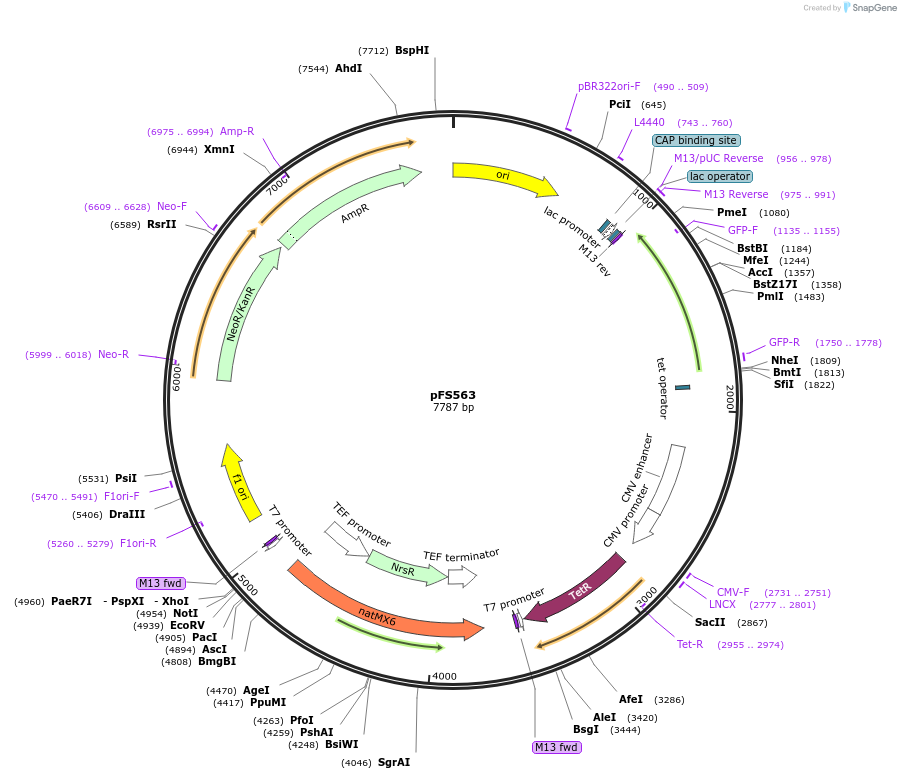 242863-plasmid-map-sequence-id-490441