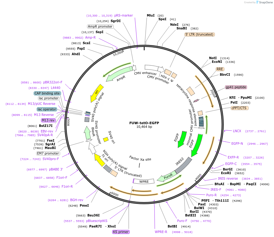 84041-plasmid-map-sequence-id-490455